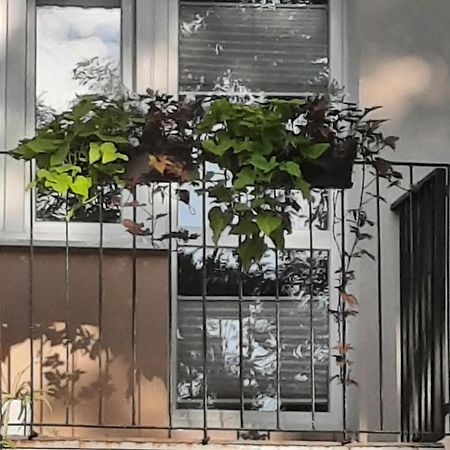Apartament Jak W Domu Zamość المظهر الخارجي الصورة